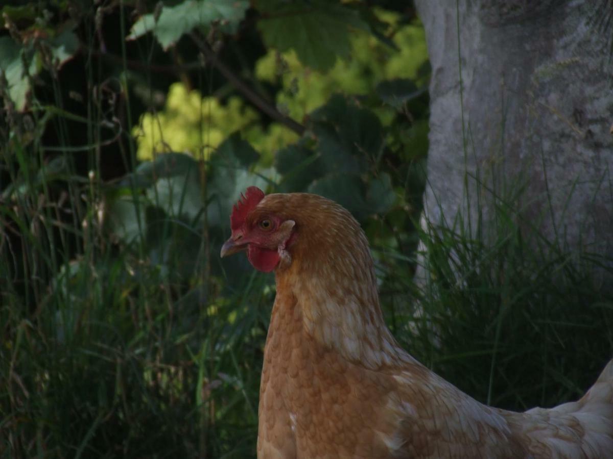 Affittacamere Scorrabrae Orphir  Esterno foto